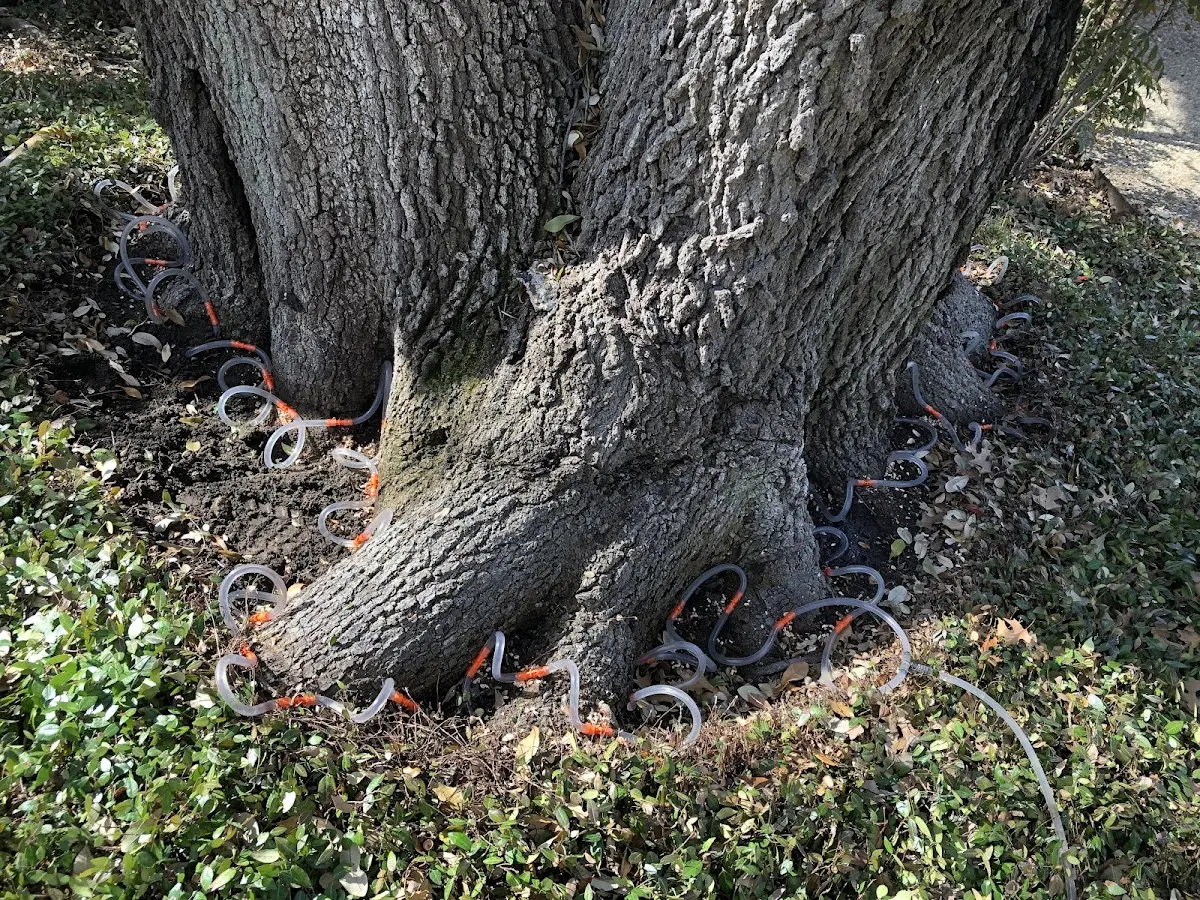 Detailed Tree Cabling and Bracing job site in Pritchett