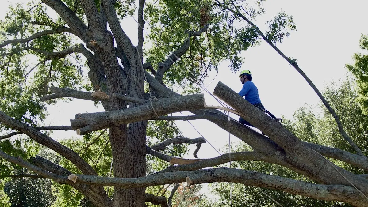 Professional Crown Thinning performed by certified arborists in Pritchett